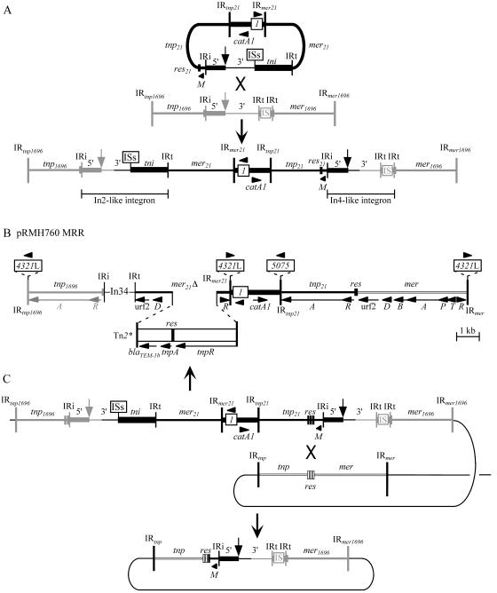 FIG. 2.