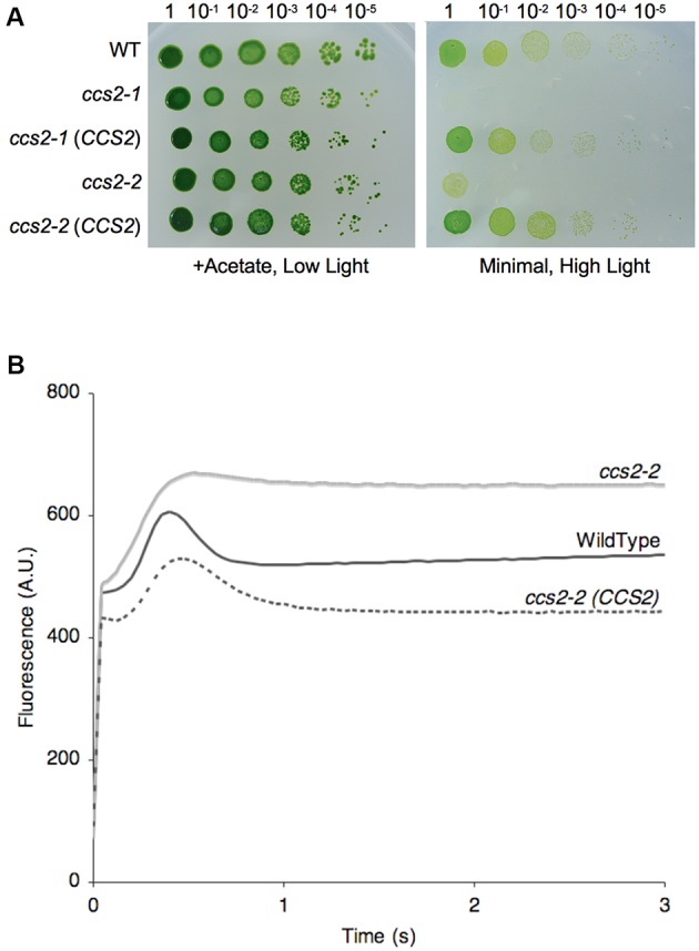 FIGURE 1