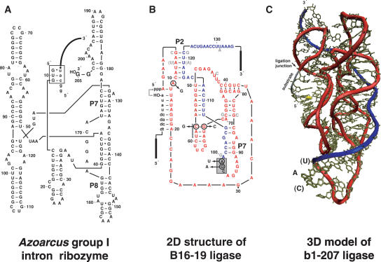 FIGURE 1.