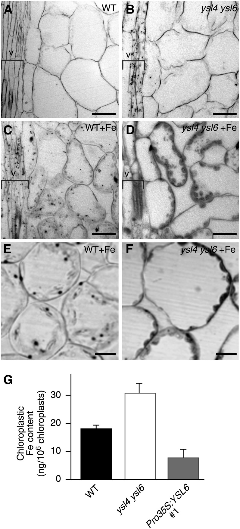 Figure 6.