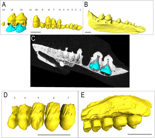 Thecodont tooth attachment and replacement in bolosaurid parareptiles - PMC