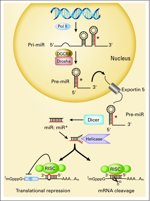 Fig 1.