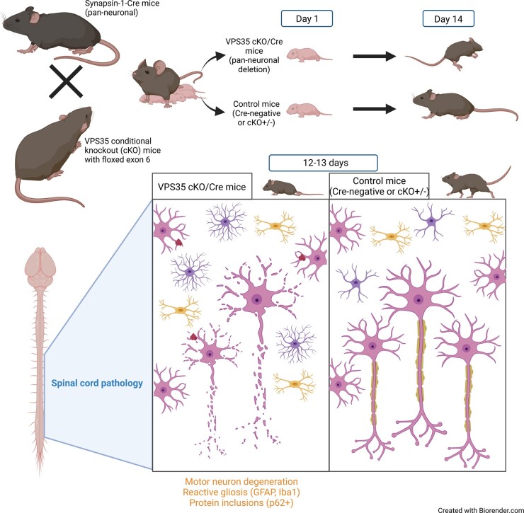 Graphical Abstract