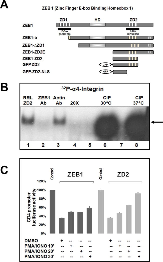 FIGURE 4