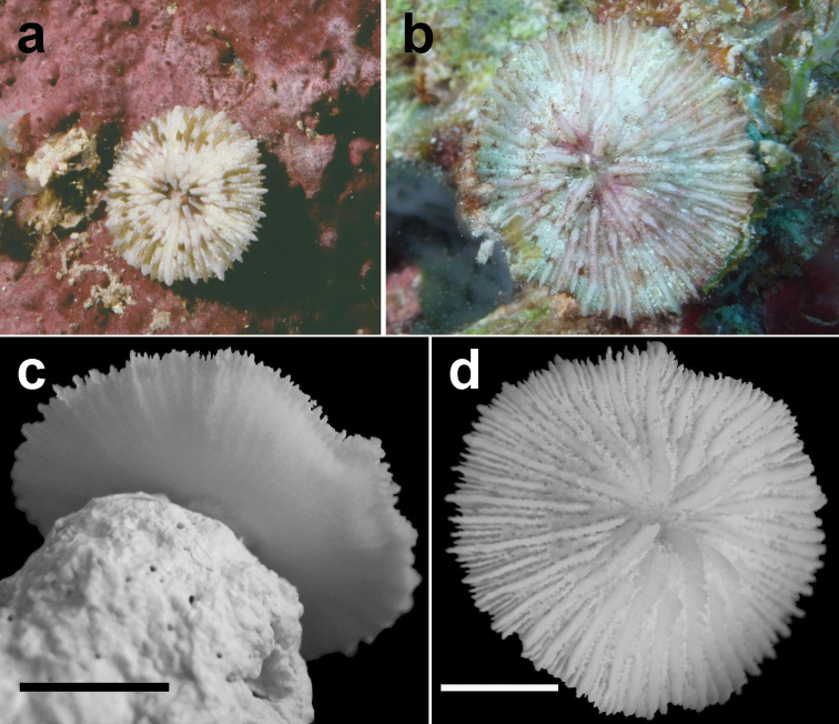 Figure 11.