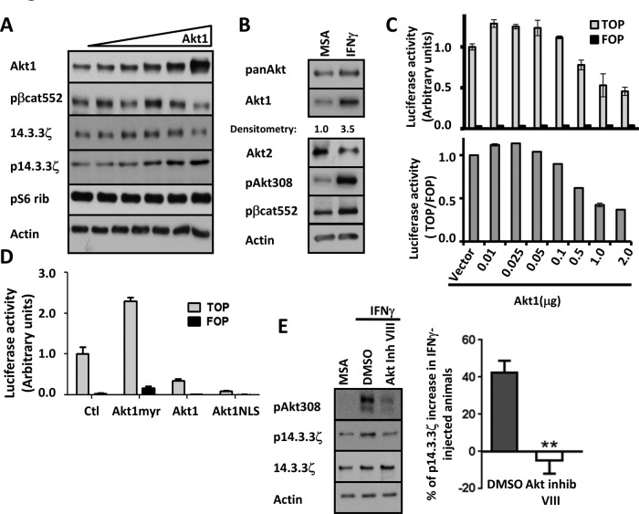 FIGURE 4: