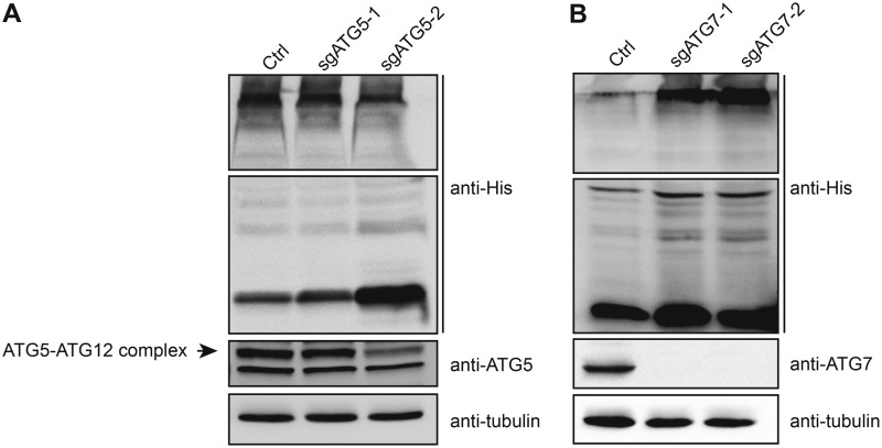 FIG 6