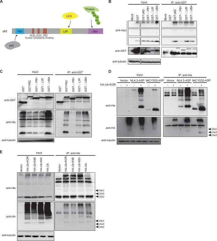 FIG 8