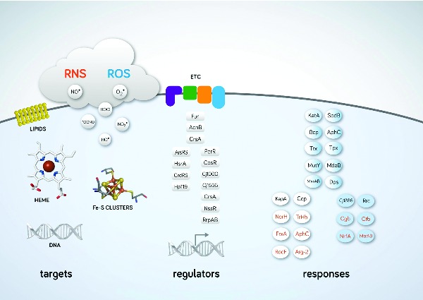 Graphical Abstract Figure.