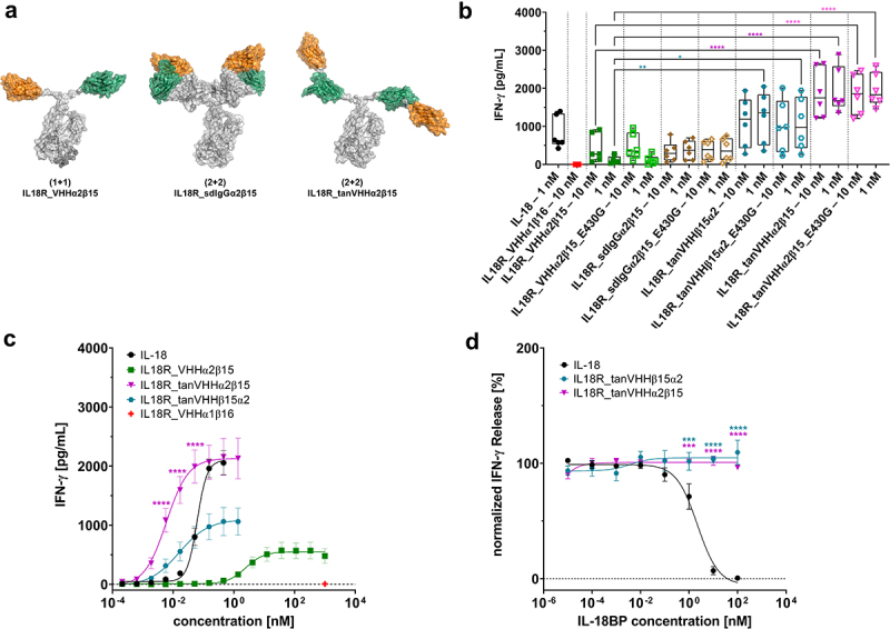 (A) Different format architectures of one selected bispecific IL-18 mimetic including multivalent tandem-arrangements as well as VHHs replacing VH and VL domains in an IgG. (B) Arranging IL-18R binding VHHs in tandem enables a more efficient IFN-γ response on human PBMCs isolated from healthy donors at two fixed concentrations (10 nM and 1 nM). (C) Tandem arrangements of one selected bispecific IL-18 mimetic are significantly more potent in triggering a functional IFN-γ release on PBMCs compared with a strictly monovalent surrogate agonist in a dose-response curve. (D) IFN-γ release on PBMCs triggered by (rh) IL-18 is efficiently inhibited in a concentration-dependent manner by (rh) IL-18BP, whereas IFN-γ response elicited by engineered bispecific IL-18 mimetics is not negatively affected by (rh) IL-18B.