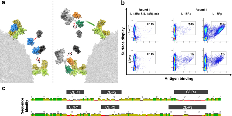 IL-18 binds to the IL-18R that is composed of two subunits, IL-18Rα and IL-18Rβ. However, IL-18 is efficiently neutralized by IL-18BP. In contrast to this, bispecific IL-18 mimetics based on sdAbs bind to the IL-18 receptor without being inhibited by IL-18BP. (B) FACS plots showing the enrichment of VHHs against both IL-18R subunits from yeast surface display libraries based on IL-18R immunized Llamas and Huarizos. (C) Multiple sequence alignment showing a broad diversity of isolated clones against both receptor subunits. The highest sequence variation can be found in the different CDRs, mainly in CDR3.