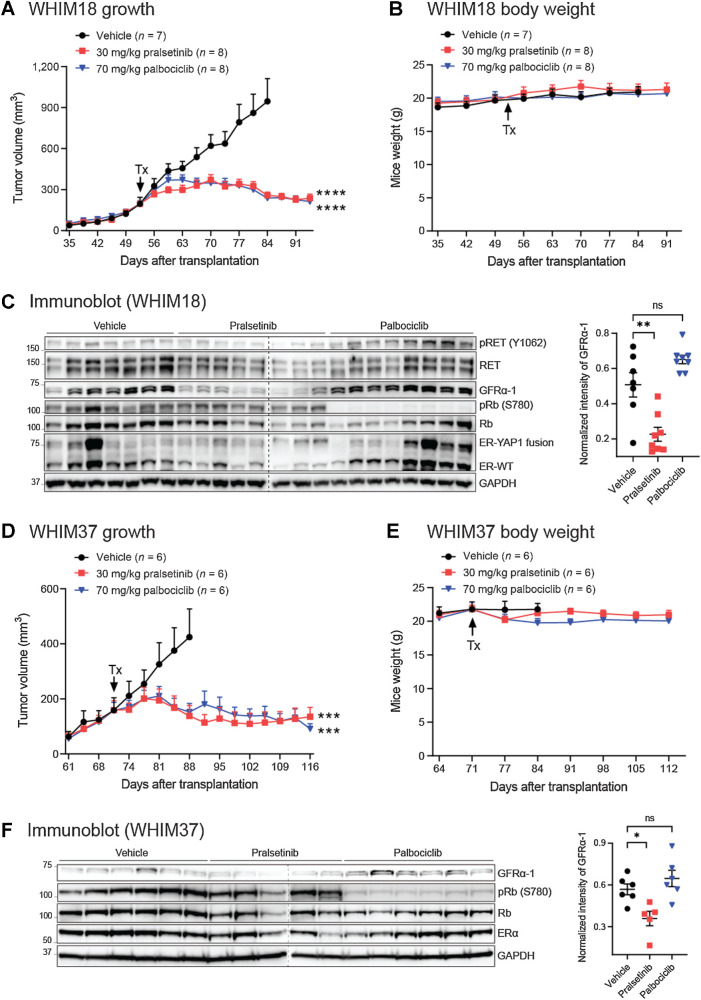 Figure 6. RET and CDK4/6 inhibitors suppress PDX tumor growth driven by an active ESR1 fusion (WHIM18) and LBD point mutant (WHIM37). A, Tumor volumes of WHIM18 PDX (mean ± SEM; n in each arm indicated) were measured daily. Arrow indicates the start of treatments (Tx), including vehicle, pralsetinib, or palbociclib containing chow diets. One-way ANOVA followed by the Tukey test was used to compare each treatment with vehicle arm. A P value denotes significance of tumor growth rates (slopes) derived from tumor volumes on the day of randomization to endpoint. B, Body weight of WHIM18 PDX mice. C, Left, Immunoblotting of RET, phospho-RET (Y1062), GFRα-1, Rb, phospho-Rb (S780), and ERα proteins in lysates made from different PDX tumors (vehicle, n = 7; pralsetinib, n = 8; palbociclib, n = 8). GAPDH served as a loading control. The dashed line indicates two separate blots that were conducted at the same time. Right, quantification of GFRα-1 protein. D, Tumor volumes of WHIM37 PDX (mean ± SEM; n in each arm indicated) were measured daily. Arrow, the start of treatments, including vehicle, pralsetinib, or palbociclib containing chow diets. One-way ANOVA followed by the Tukey test was used to compare each treatment to vehicle arm. A P value denotes significance of tumor growth rates (slopes) derived from tumor volumes on the day of randomization to endpoint. E, Body weight of WHIM37 PDX mice. F, Left, Immunoblotting of GFRα-1, Rb, phospho-Rb (S780), and ERα proteins in lysates made from different PDX tumors (vehicle, n = 6; pralsetinib, n = 6; palbociclib, n = 6). GAPDH served as a loading control. The dashed line indicates two separate blots that were conducted at the same time. Right, quantification of GFRα-1 protein. One-way ANOVA followed by the Tukey test was used. *, P < 0.05; **, P < 0.01; ***, P < 0.001; ****, P < 0.0001.