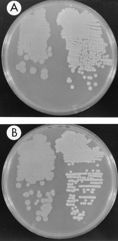 FIG. 6