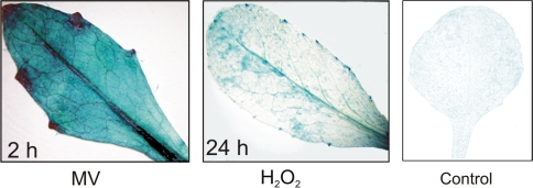 Fig. 6