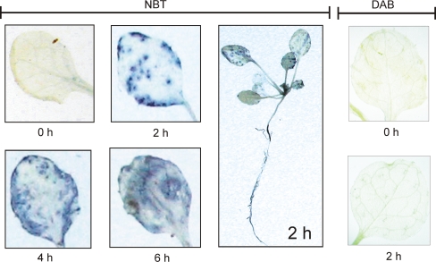 Fig. 1