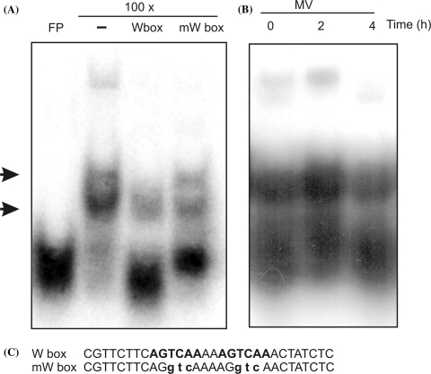 Fig. 5