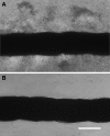<b>FIG. 2.</b>