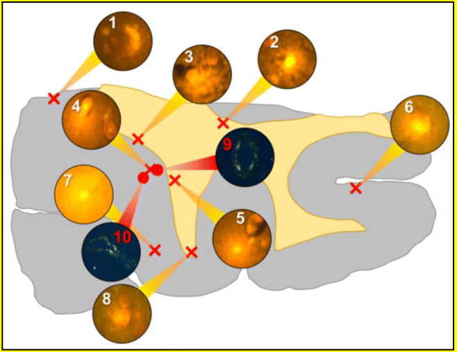 Fig. 2