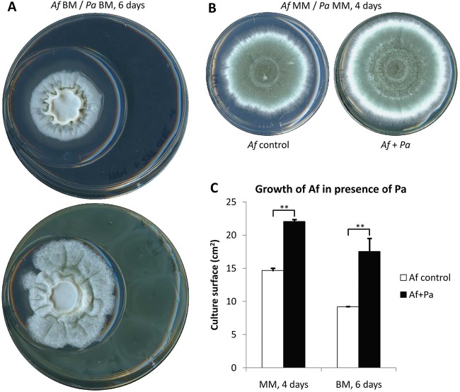 FIG 1 