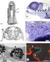 Fig 8