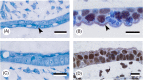 Fig 11