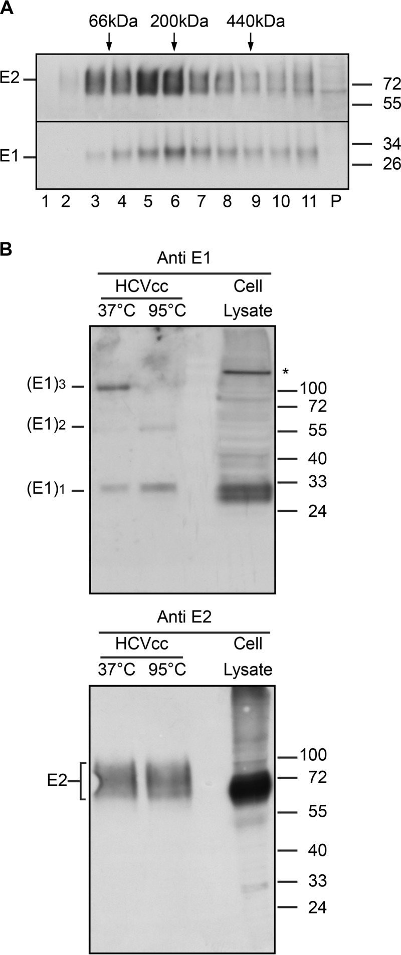 FIG 1