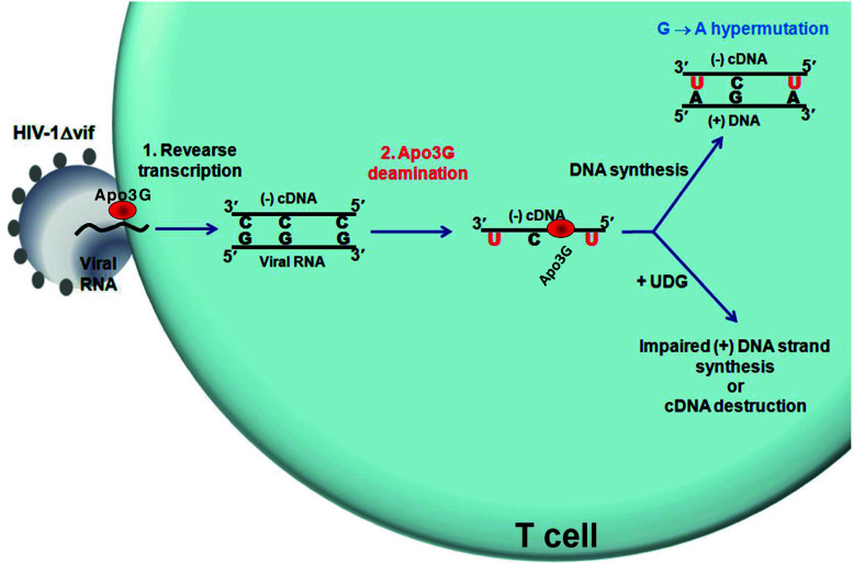 Fig. 2