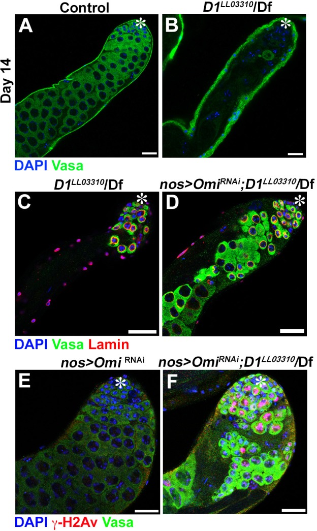 Figure 3—figure supplement 1.