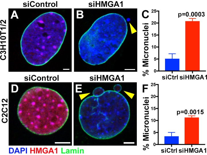 Figure 2—figure supplement 1.