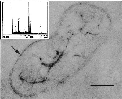 FIG. 7