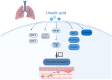 Figure 2. Molecular targets regulated by UA and their effects on cell invasion and migration. UA, ursolic acid; MMP, matrix metalloproteinase; AEG–1, astrocyte–elevated gene–1. Figure created using Ad...