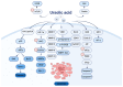Figure 1. Molecular targets regulated by UA and their effects on cellular autophagy and apoptosis. UA, ursolic acid; HA–Lipo / UA, hyaluronic acid–liposome UA; GSH, glutathione; MMP, matrix metallopro...
