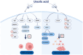 Figure 3. Molecular targets regulated by UA and their effects on cell proliferation. UA, ursolic acid. Figure created using Adobe Illustrator 2024 (v28.0), Adobe Inc.