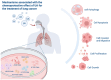 Figure 5. Mechanisms associated with the chemoprotective effect of UA for the treatment of lung cancer. UA, ursolic acid. Figure created using Adobe Illustrator 2024 (v28.0), Adobe Inc.