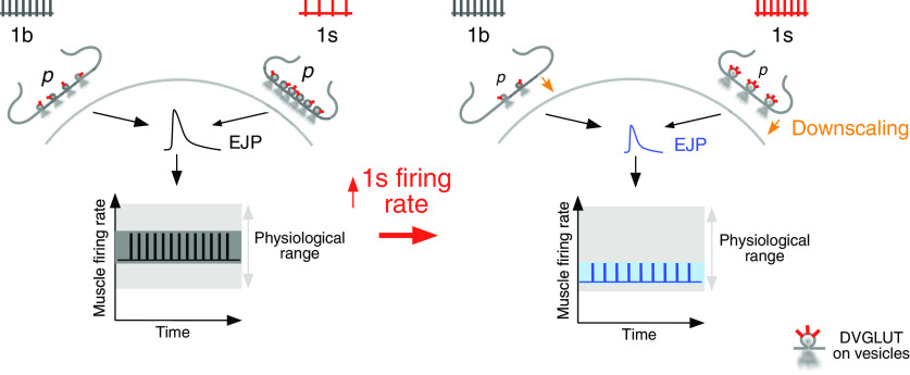 Figure 9.