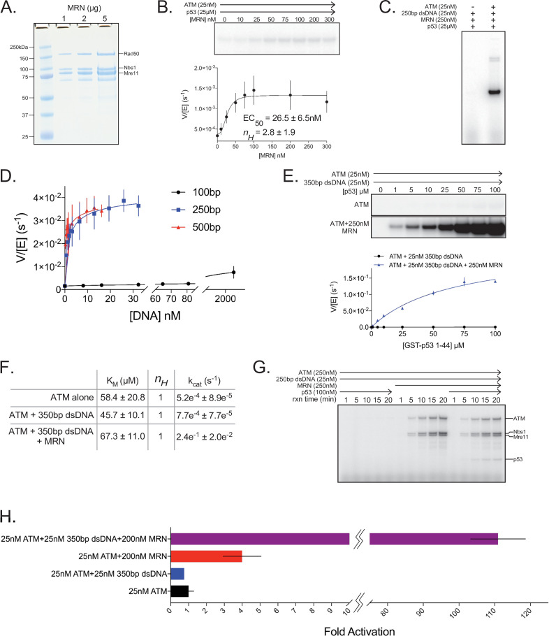 Figure 5—figure supplement 1.