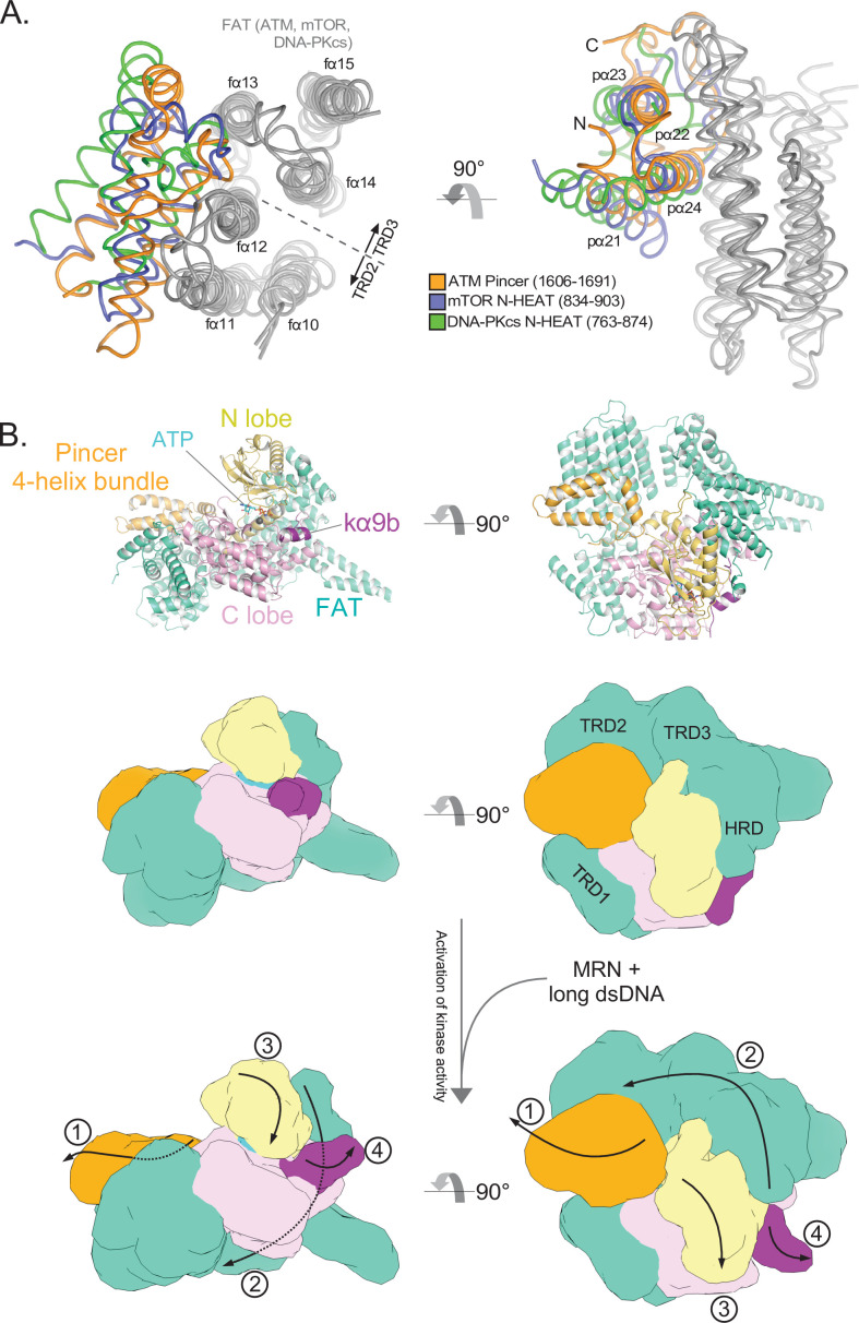 Figure 5—figure supplement 2.