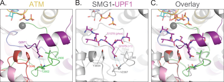 Figure 3—figure supplement 1.