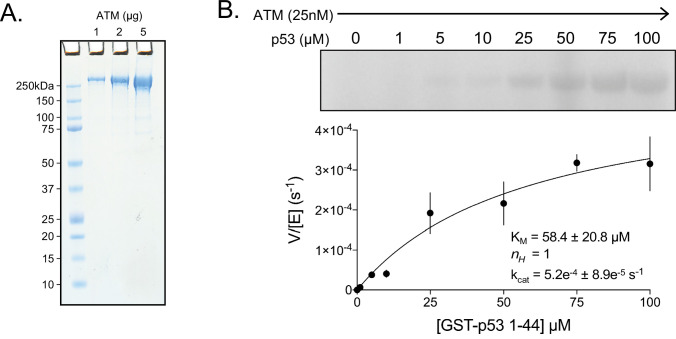 Figure 1—figure supplement 1.