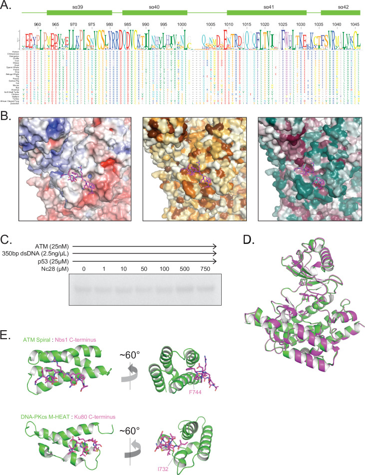 Figure 4—figure supplement 2.