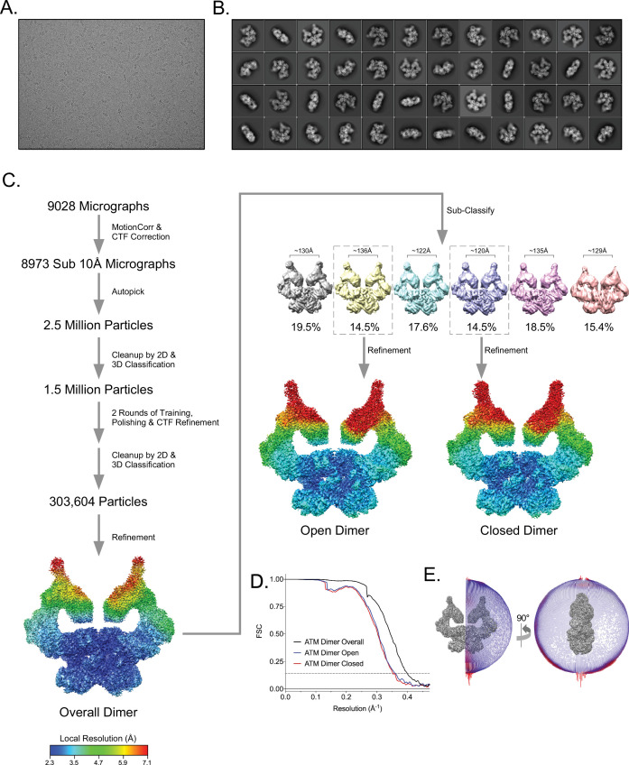 Figure 1—figure supplement 2.