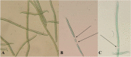 Fig. 9