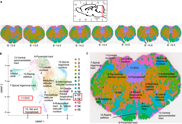 Neuromodulatory Co-expression In Cardiac Vagal Motor Neurons Of The ...