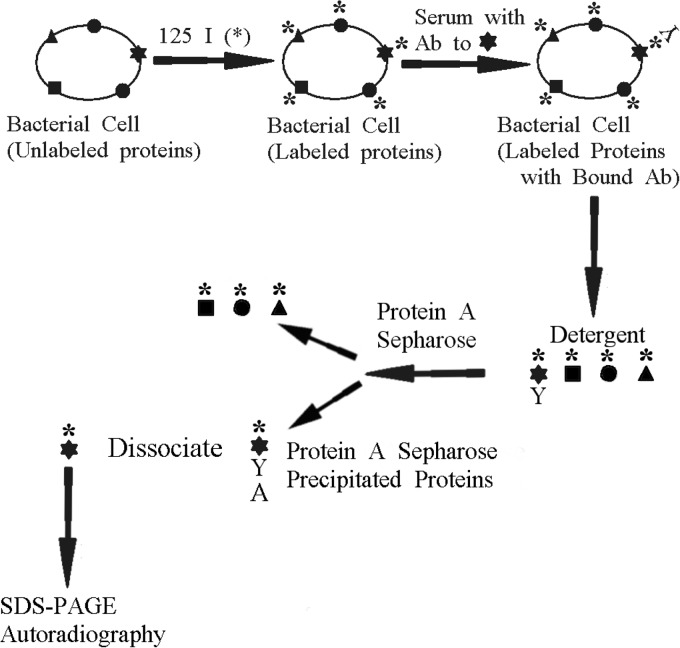 FIG 1