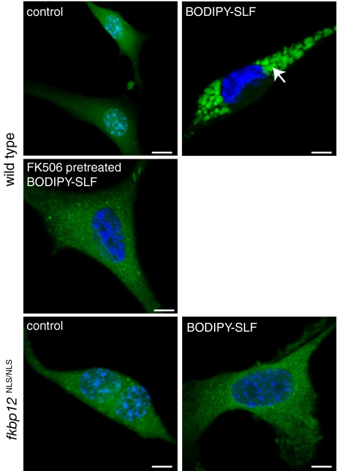 Fig. 4.