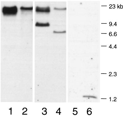 FIG. 6