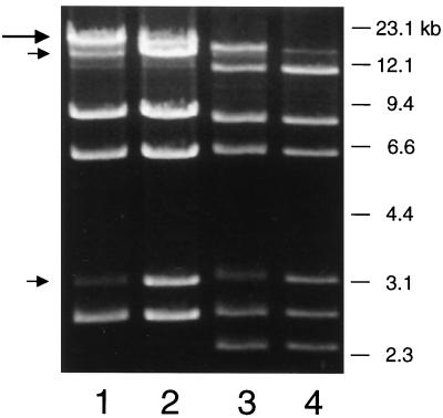 FIG. 5