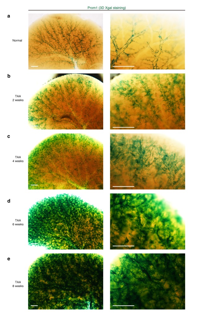 Figure 2—figure supplement 2.