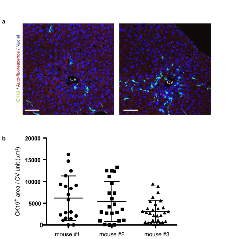 Figure 2—figure supplement 1.