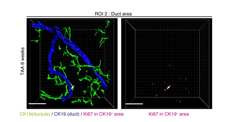 Figure 5—figure supplement 1.